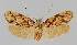  ( - BC EF Lep 01453)  @13 [ ] Copyright (2010) Unspecified Research Collection of Egbert Friedrich