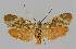  ( - BC EF Lep 01458)  @11 [ ] Copyright (2010) Unspecified Research Collection of Egbert Friedrich