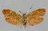  ( - BC EF Lep 01458)  @11 [ ] Copyright (2010) Unspecified Research Collection of Egbert Friedrich