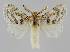  (Pernattia brevipennis - BC EF Lep 01518)  @15 [ ] Copyright (2010) Unspecified Research Collection of Egbert Friedrich
