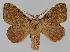  ( - BC EF Lep 01522)  @14 [ ] Copyright (2010) Unspecified Research Collection of Egbert Friedrich