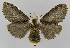  ( - BC EF Lep 01530)  @13 [ ] Copyright (2010) Unspecified Research Collection of Egbert Friedrich
