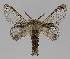  ( - BC EF Lep 01535)  @11 [ ] Copyright (2010) Unspecified Research Collection of Egbert Friedrich