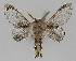  ( - BC EF Lep 01535)  @11 [ ] Copyright (2010) Unspecified Research Collection of Egbert Friedrich