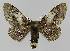  ( - BC EF Lep 01536)  @14 [ ] Copyright (2010) Unspecified Research Collection of Egbert Friedrich