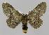  ( - BC EF Lep 01536)  @14 [ ] Copyright (2010) Unspecified Research Collection of Egbert Friedrich