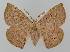  ( - BC EF Lep 01547)  @14 [ ] Copyright (2010) Unspecified Research Collection of Egbert Friedrich