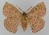  ( - BC EF Lep 01547)  @13 [ ] Copyright (2010) Unspecified Research Collection of Egbert Friedrich