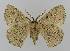  ( - BC EF Lep 01549)  @13 [ ] Copyright (2010) Unspecified Research Collection of Egbert Friedrich