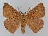 ( - BC EF Lep 01550)  @14 [ ] Copyright (2010) Unspecified Research Collection of Egbert Friedrich