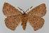  ( - BC EF Lep 01551)  @13 [ ] Copyright (2010) Unspecified Research Collection of Egbert Friedrich
