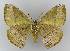  ( - BC EF Lep 01554)  @13 [ ] Copyright (2010) Unspecified Research Collection of Egbert Friedrich