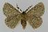  ( - BC EF Lep 01560)  @14 [ ] Copyright (2010) Unspecified Research Collection of Egbert Friedrich