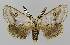  ( - BC EF Lep 01572)  @14 [ ] Copyright (2010) Unspecified Research Collection of Egbert Friedrich