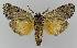  ( - BC EF Lep 01585)  @12 [ ] Copyright (2010) Unspecified Research Collection of Egbert Friedrich