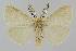  ( - BC EF Lep 01592)  @14 [ ] Copyright (2010) Unspecified Research Collection of Egbert Friedrich