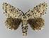  (Lymantria nephrographa - BC EF Lep 01601)  @15 [ ] Copyright (2010) Unspecified Research Collection of Egbert Friedrich
