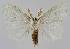  ( - BC EF Lep 01602)  @13 [ ] Copyright (2010) Unspecified Research Collection of Egbert Friedrich