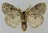  ( - BC EF Lep 01605)  @13 [ ] Copyright (2010) Unspecified Research Collection of Egbert Friedrich