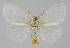  ( - BC EF Lep 01608)  @14 [ ] Copyright (2010) Unspecified Research Collection of Egbert Friedrich