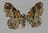  ( - BC EF Lep 01809)  @14 [ ] Copyright (2010) Unspecified Research Collection of Egbert Friedrich