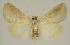  ( - BC EF Lep 01818)  @13 [ ] Copyright (2010) Unspecified Research Collection of Egbert Friedrich