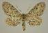  (Idaea abnorma - BC EF Lep 01829)  @14 [ ] Copyright (2010) Unspecified Research Collection of Egbert Friedrich