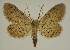  ( - BC EF Lep 01831)  @13 [ ] Copyright (2010) Unspecified Research Collection of Egbert Friedrich