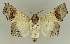  ( - BC EF Lep 02578)  @13 [ ] Copyright (2010) Unspecified Research Collection of Egbert Friedrich