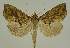  ( - BC EF Lep 02580)  @14 [ ] Copyright (2010) Unspecified Research Collection of Egbert Friedrich