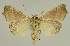  ( - BC EF Lep 02604)  @13 [ ] Copyright (2010) Unspecified Research Collection of Egbert Friedrich