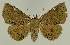  ( - BC EF Lep 02637)  @14 [ ] Copyright (2010) Unspecified Research Collection of Egbert Friedrich