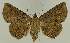  ( - BC EF Lep 02638)  @14 [ ] Copyright (2010) Unspecified Research Collection of Egbert Friedrich