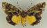  ( - BC EF Lep 02640)  @14 [ ] Copyright (2010) Unspecified Research Collection of Egbert Friedrich