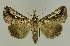 ( - BC EF Lep 02647)  @14 [ ] Copyright (2010) Unspecified Research Collection of Egbert Friedrich