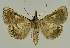  ( - BC EF Lep 02647)  @13 [ ] Copyright (2010) Unspecified Research Collection of Egbert Friedrich