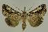  ( - BC EF Lep 02648)  @14 [ ] Copyright (2010) Unspecified Research Collection of Egbert Friedrich