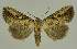  ( - BC EF Lep 02654)  @14 [ ] Copyright (2010) Unspecified Research Collection of Egbert Friedrich