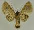  ( - BC EF Lep 02656)  @12 [ ] Copyright (2010) Unspecified Research Collection of Egbert Friedrich