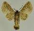  ( - BC EF Lep 02657)  @12 [ ] Copyright (2010) Unspecified Research Collection of Egbert Friedrich