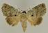  ( - BC EF Lep 02676)  @14 [ ] Copyright (2010) Unspecified Research Collection of Egbert Friedrich