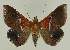  ( - BC EF Lep 02693)  @14 [ ] Copyright (2010) Unspecified Research Collection of Egbert Friedrich