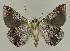  ( - BC EF Lep 02693)  @13 [ ] Copyright (2010) Unspecified Research Collection of Egbert Friedrich