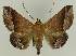 ( - BC EF Lep 02695)  @14 [ ] Copyright (2010) Unspecified Research Collection of Egbert Friedrich