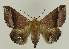  ( - BC EF Lep 02696)  @14 [ ] Copyright (2010) Unspecified Research Collection of Egbert Friedrich