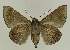  ( - BC EF Lep 02696)  @13 [ ] Copyright (2010) Unspecified Research Collection of Egbert Friedrich