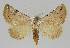  (Mataeomera dubia - BC EF Alc 00973)  @14 [ ] Copyright (2010) Unspecified Research Collection of Egbert Friedrich