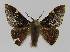  ( - BC EF Alc 01035)  @14 [ ] Copyright (2010) Unspecified Research Collection of Egbert Friedrich