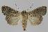  ( - BC EF Alc 01074)  @13 [ ] Copyright (2010) Unspecified Research Collection of Egbert Friedrich