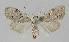  (Nola argentea - BC EF Alc 01148)  @14 [ ] Copyright (2010) Unspecified Research Collection of Egbert Friedrich